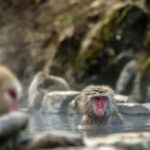 Ginzan Onsen &Zao Snow Monsters Winter 2-Day Tour From Tokyo - Zao Snow Monsters: Nature’s Frosty Marvel