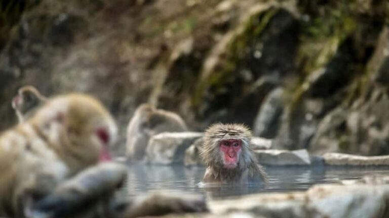 Ginzan Onsen &Zao Snow Monsters Winter 2-Day Tour From Tokyo - Zao Snow Monsters: Nature’s Frosty Marvel