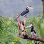 Goa: Riverside Forest Birdwatching Tour with Breakfast - Key Points