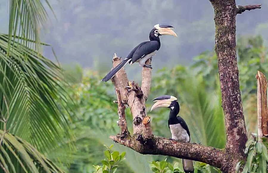 Goa: Riverside Forest Birdwatching Tour with Breakfast - Key Points