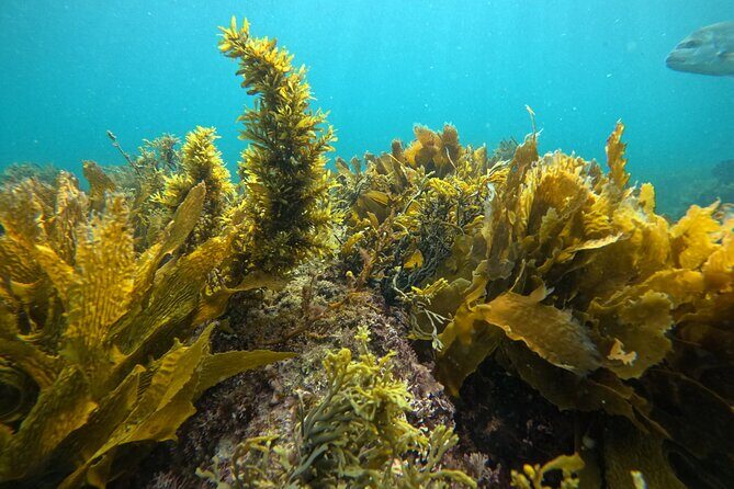 Goat Island Experience Guided Boat Dive - Detailed Breakdown of the Itinerary