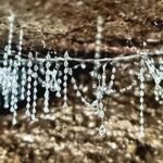 Gold Coast: Glow Worms Day/Night Rainforest & Waterfall Walk - What You Can Expect