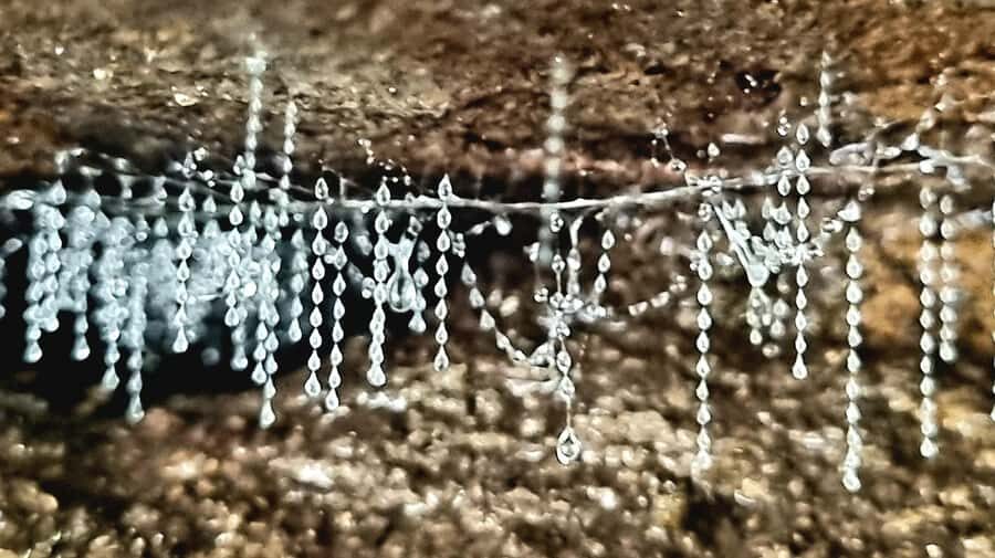 Gold Coast: Glow Worms Day/Night Rainforest & Waterfall Walk - What You Can Expect