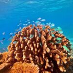 Great Barrier Reef Small Group Snorkelling Adventure - Transportation, Timing, and Group Dynamics