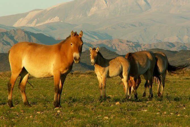 Great Gobi Desert and Ancient Mongolia 12 days - Transportation and Practicalities