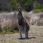 Great Ocean Road and Wildlife Tour for Backpackers aged 18-35 - The itinerary in detail