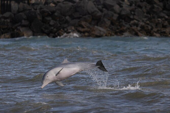 Great Sandy Straits Seven Island Ultimate Wildlife Cruise - Practical Details and Considerations