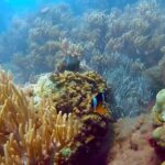 Group tour - Snorkeling by speeboat in Phu Quoc island - Detailed Breakdown of the Experience