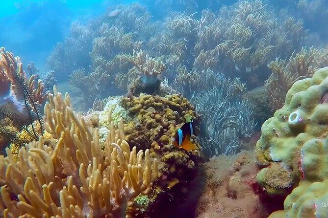 Group tour - Snorkeling by speeboat in Phu Quoc island - Detailed Breakdown of the Experience