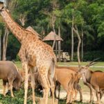 Guangzhou Private Safari Tour with Ride - Authentic Insights from Reviewers