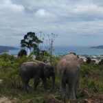 Guide Tour to Patong Hilltribe Ethical Elephant Village - An In-depth Look at the Tour