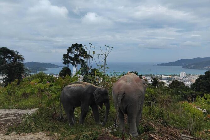 Guide Tour to Patong Hilltribe Ethical Elephant Village - An In-depth Look at the Tour