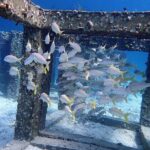 Guided Scuba Diving Day Activity at Racha Yai and Racha Noi - Practical Insights & Tips for Travelers