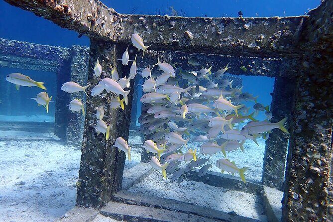 Guided Scuba Diving Day Activity at Racha Yai and Racha Noi - Practical Insights & Tips for Travelers