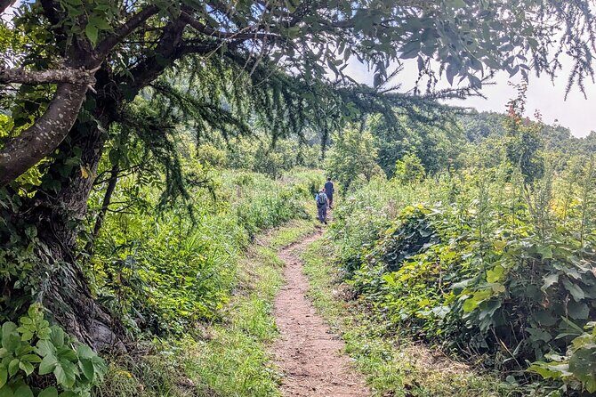 Guided Shioya Maruyama Hike with Scenic Views and Snacks - An In-Depth Look at the Shioya Maruyama Hike
