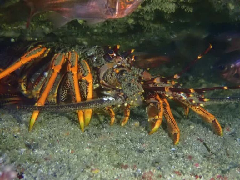 Guided Shore Dive Tour for Certified Divers - Why This Dive Tour Stands Out