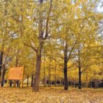 Guilin: Private Ginkgo Village and DaXu Ancient Town Tour - Exploring Datangbian Village