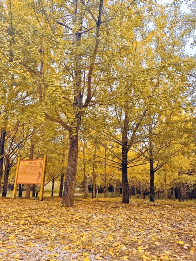 Guilin: Private Ginkgo Village and DaXu Ancient Town Tour - Exploring Datangbian Village