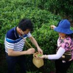 Guilin:Tea Picking and Processing at Qixian Peak Scenic Area - The Value of the Experience