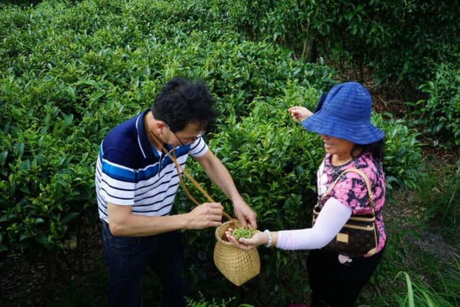 Guilin:Tea Picking and Processing at Qixian Peak Scenic Area - The Value of the Experience
