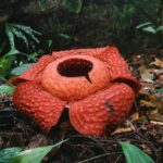 Gunung Gading National Park Tour - What to Expect at Gunung Gading National Park