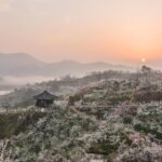 Gwangyang Maewha Flower and Jeonju Hanok Village 1 day trip from Seoul - Who’s This Tour Best For?