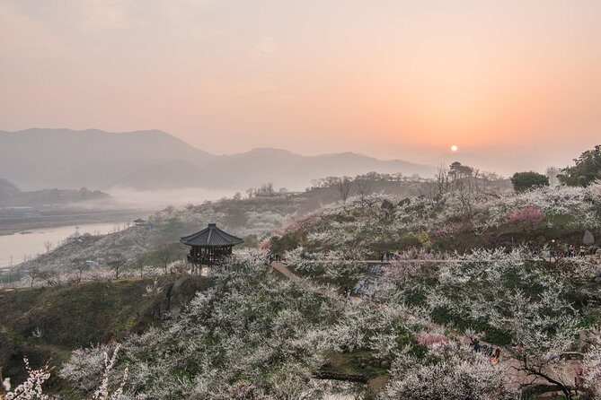 Gwangyang Maewha Flower and Jeonju Hanok Village 1 day trip from Seoul - Who’s This Tour Best For?