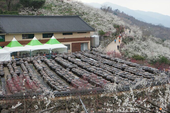 Gwangyang Maewha Flower and Jeonju Hanok Village Tour from Seoul - Who Would Love This Tour?