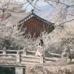 Gwangyang Plum Blossom & Gurye Sansuyu Festival Tour from Busan - Transportation and Comfort