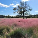 Gyeongju UNESCO Heritage Private Half-Day Tour - Transportation and Timing