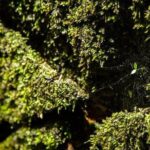 Ha Noi: Full-day Cuc Phuong National Park Eco-adventure - Authentic Encounters and Guides