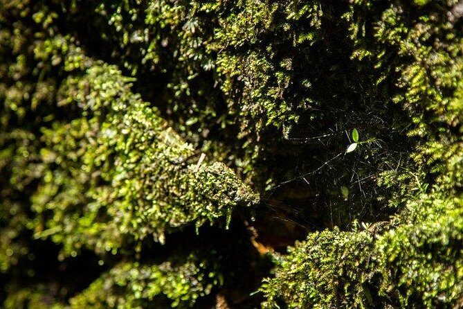 Ha Noi: Full-day Cuc Phuong National Park Eco-adventure - Authentic Encounters and Guides