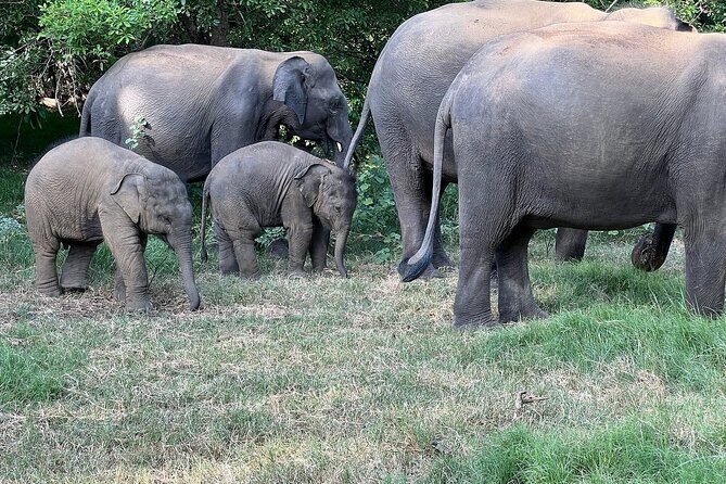 Habarana Eco Park Jeep Safari [private,full package] - The Itinerary in Detail: What to Expect