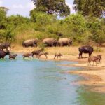 Habarana: Elephants & Loris Watching Night Safari Tour - Detailed Itinerary Breakdown