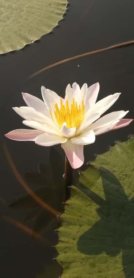 Habarana: Hiriwadunna Village Tour with Lunch