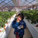Hadano, Japan: Strawberry Picking Experience Near Tokyo - Exploring the Itinerary in Detail