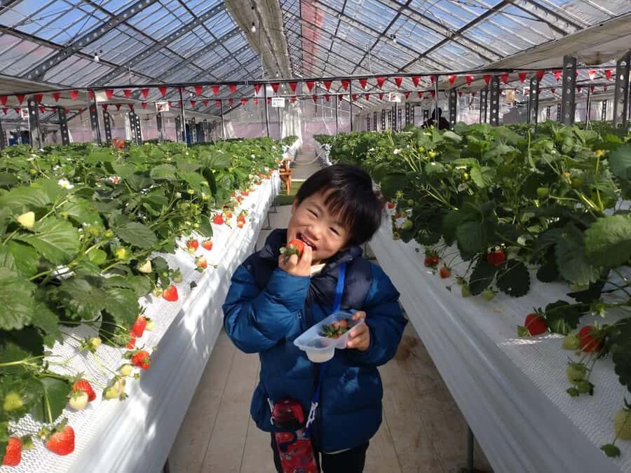 Hadano, Japan: Strawberry Picking Experience Near Tokyo - Exploring the Itinerary in Detail
