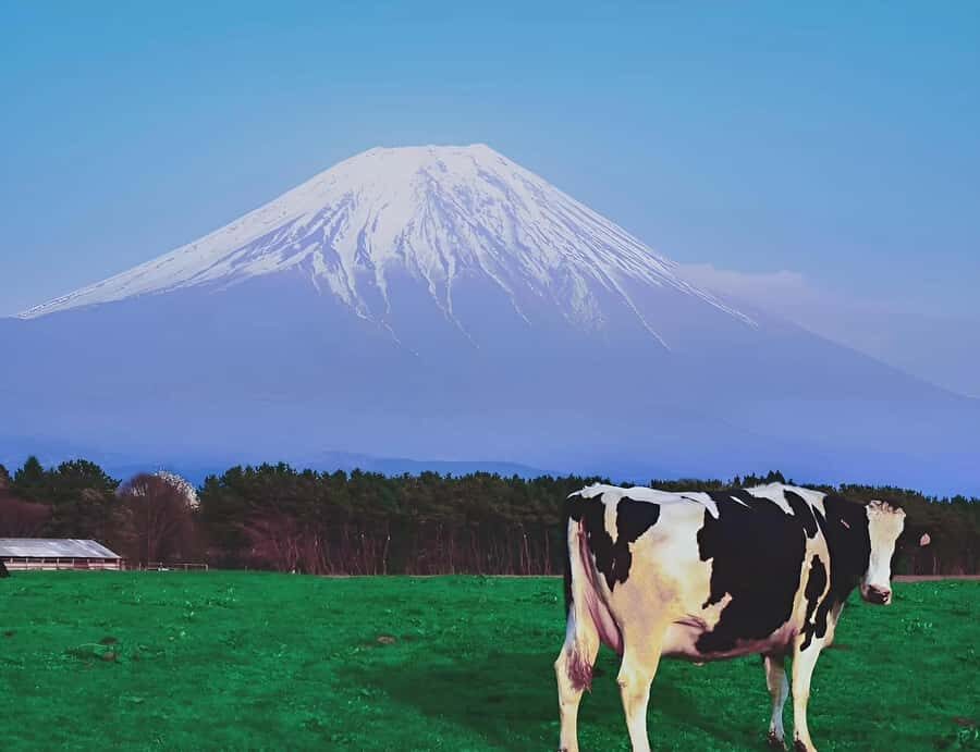 Hakone And Mount Fuji Private Tour With Hotel Pick Up - What to Expect from the Tour