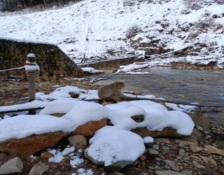 Hakuba: Snow Monkeys and Alpine Escape Private Tour - Why This Tour Offers Great Value