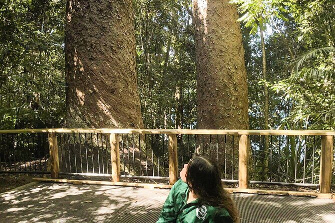 Half-Day Aboriginal Tour Atherton Tablelands - Exploring the Itinerary: What You Can Expect