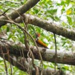 Half Day Canoe Boat Trip At Takuapa Little Amazon - Key Points