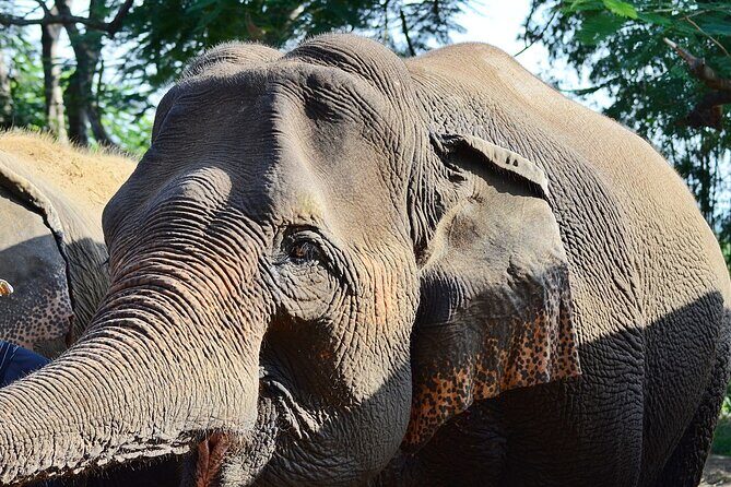 Half day Ethnic Elephant Sanctuary and Bee Farm - Authentic Experiences and Practical Insights