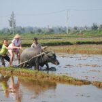 Half-day Farming life with wet rice from Hoi An - Who Will Love This Tour?