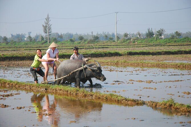Half-day Farming life with wet rice from Hoi An - Who Will Love This Tour?