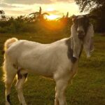 Half Day Guided Rock Climbing Tour in Gunung Keriang - The Sum Up