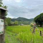 Half Day Hands On Rice Learning Experience in Luang Prabang - Who Will Love This Tour?