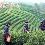 Half-Day Hangzhou Private Tour with Green Tea Village and Lingyin Temple - Authentic Experiences and Hidden Gems