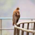 Half-day Hiking Tour in The Green to Lion Rock in Hong Kong - What Makes This Tour Stand Out?