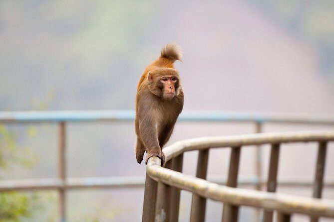 Half-day Hiking Tour in The Green to Lion Rock in Hong Kong - What Makes This Tour Stand Out?