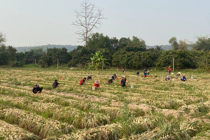 Half-day hilly adventure to Mae Wang (some unpaved, GUIDED) - What’s Included and What to Consider